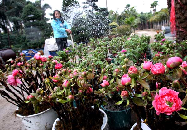 用新技术调控花期 各种年花纷纷艳装上市(图)