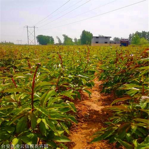 凌云 芍药花苗 内蒙古牡丹搭配种植 货源充足