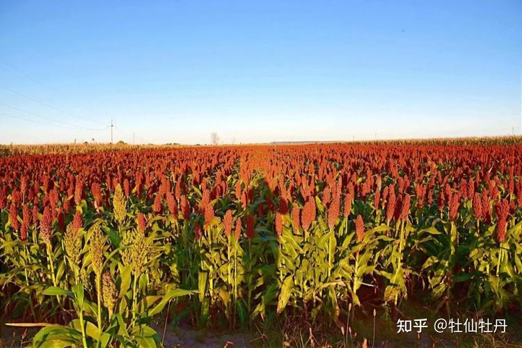 高粱"映红"产业路,牡仙牡丹产业集团种植红高粱进入收割期 - 知乎