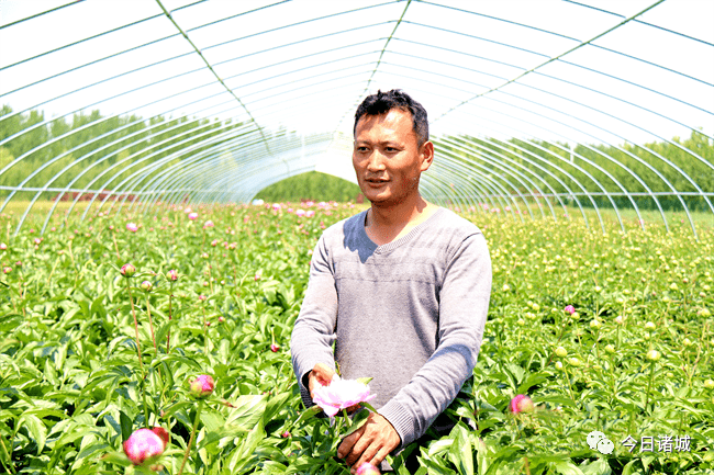 牡丹芍药惊艳开放_百尺河镇_种植_台木森