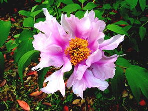 求花丹的名字,去年冬天移栽的,外表像牡丹,开的花很淡的粉色,白色居多