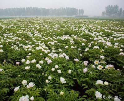 种植油用牡丹,牡丹籽也可以带来高收入,大家一起来学学吧!